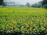 恋上那片葵花海延庆