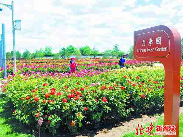 园博园百种月季连成花海