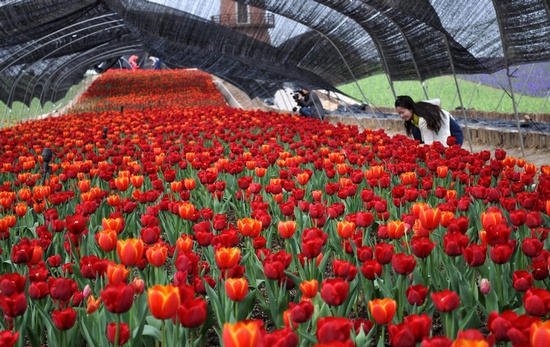 万株郁金香汇成&ldquo;花海&