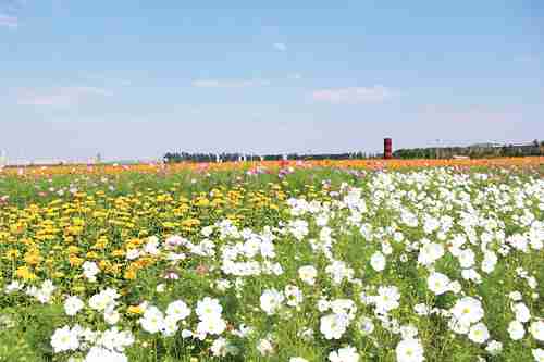 铁岭万亩花海秋季赏花节月日将在万亩花海