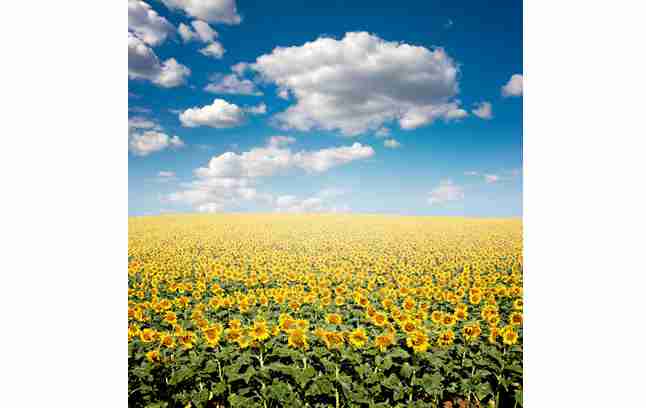 向日葵花海高清