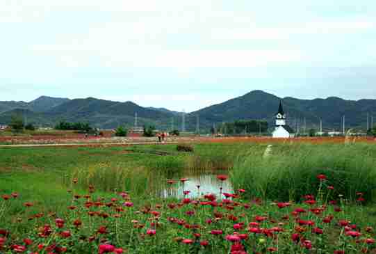 龙泉驿蔚然花海揭开面纱