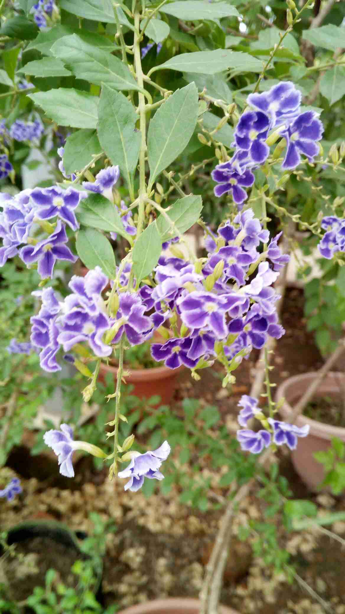 花海之四花粉随手拍唯美风景