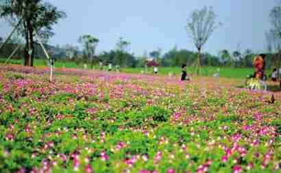 自贡花海地址自贡市沿滩区卫坪镇