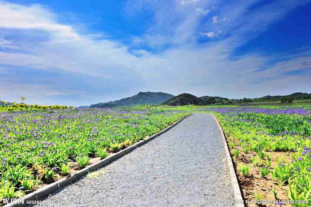 七孔桥花海摄影图__花草