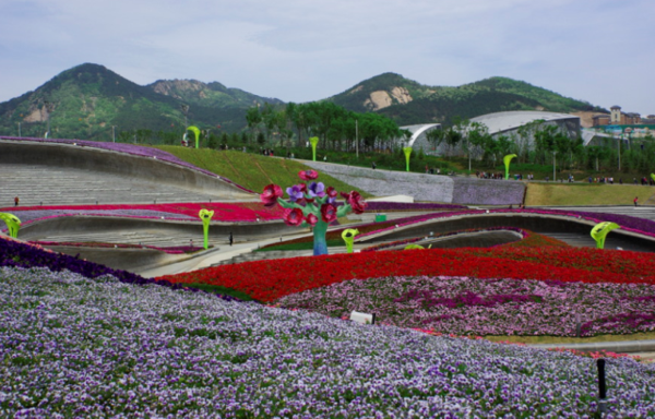 青岛世园会花海摄影图片风光旅游摄影
