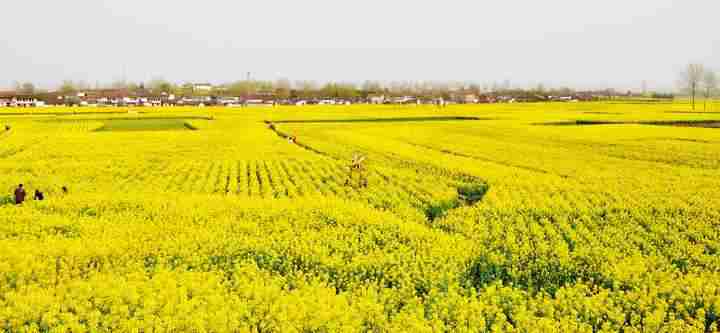 花海摄影图片陕西汉中风光旅游摄影