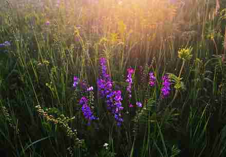 花海风景摄影动力dpoco摄影作品展示