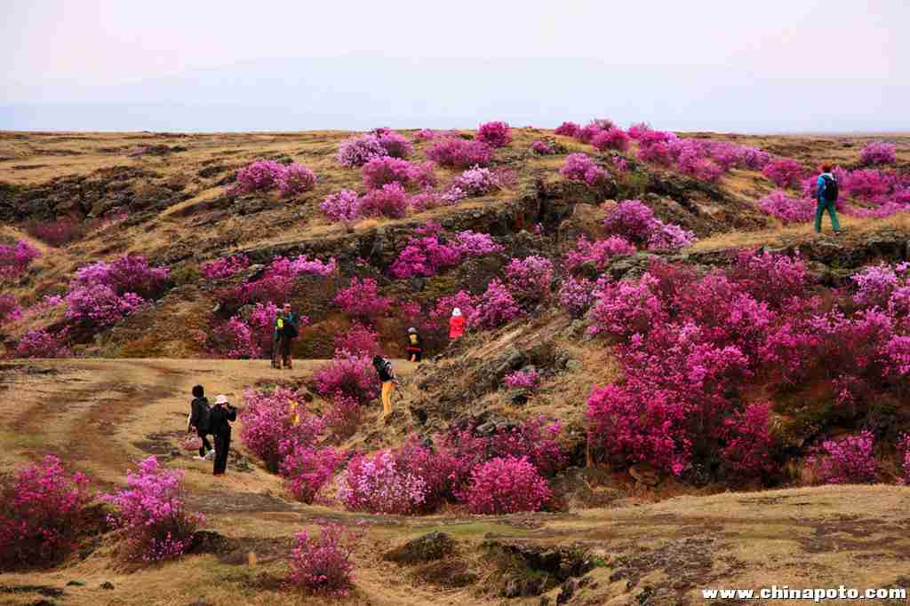 花海风光摄影光影视界俱乐部