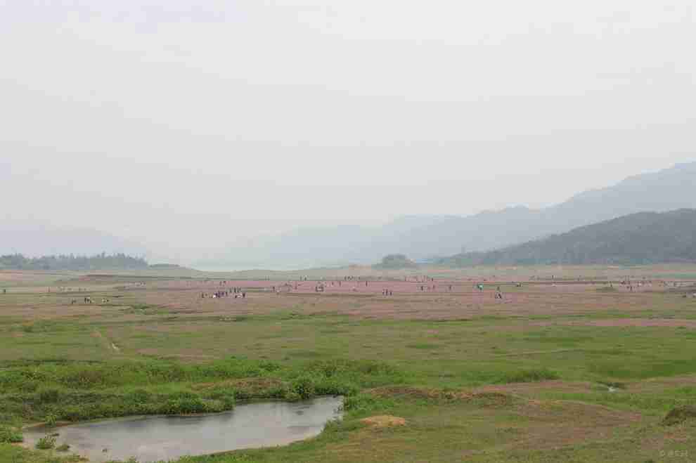 紫云英花海_广西论坛图片集锦