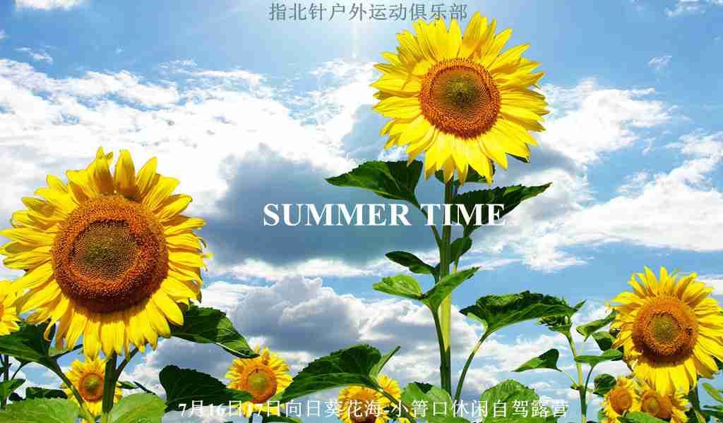 向日葵花海梦幻