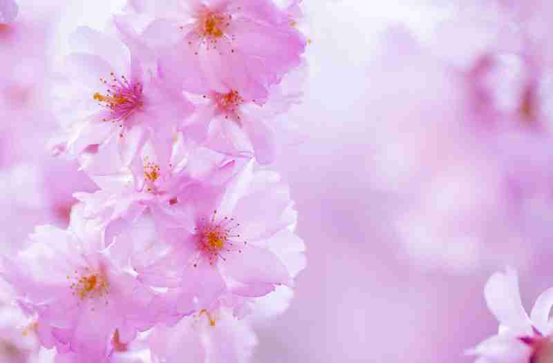 樱花特写花海