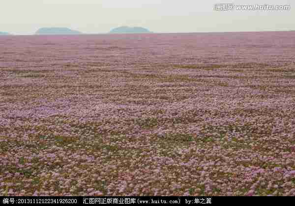 鄱阳湖蓼子花海