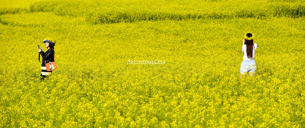 罗平花海摄影图片风光旅游摄影