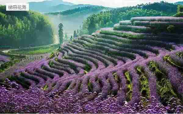 竹乡花海|罗联永