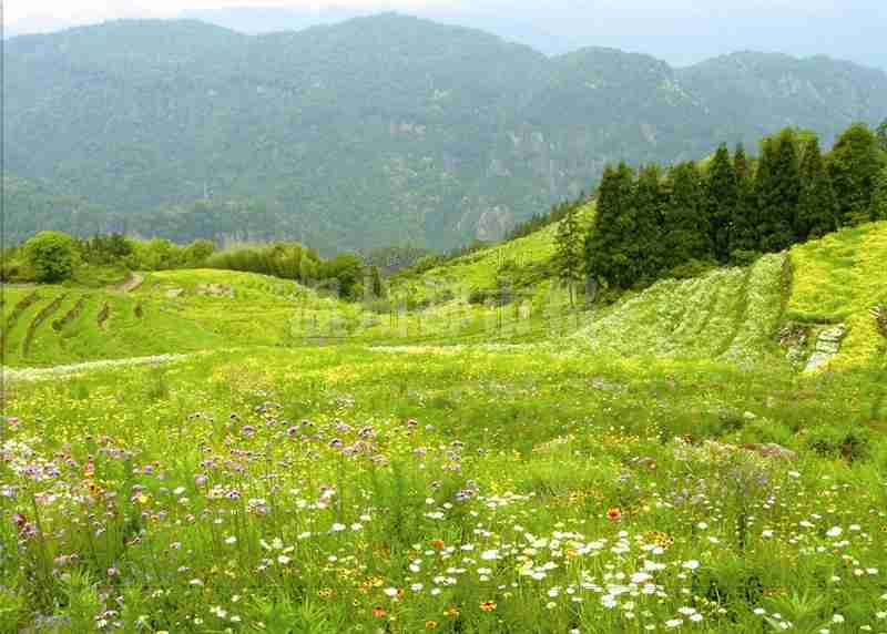 涂鸦账篷露营花海