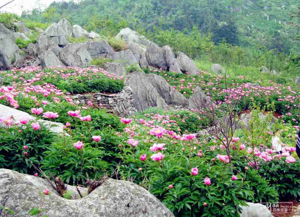 丫山花海石林游记_丫山花海石林自助游游记