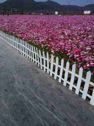 花海手机随手拍杭州楼