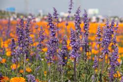 海口去三亚花海多远真实资料海囗到三亚自驾怎么走