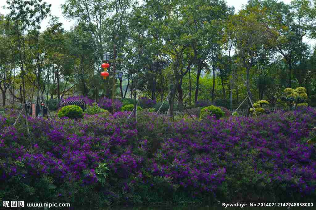 花海景观摄影图__自然风景
