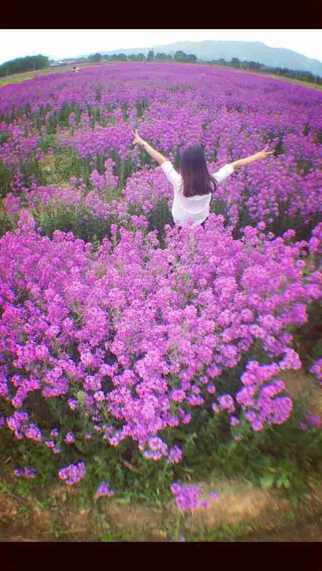 桐庐荻蒲花海