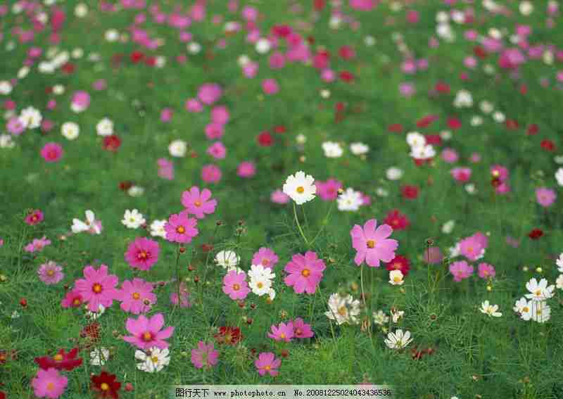 花海鲜花花朵赏花花瓣