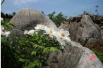 芜湖丫山花海石林