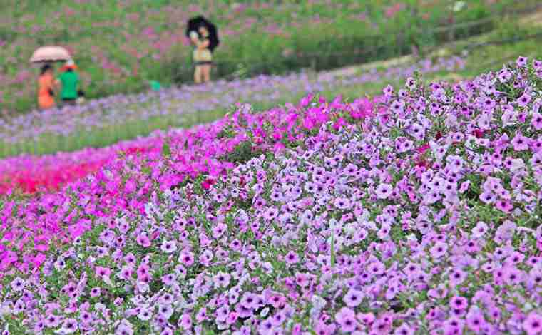 宜昌云中花海门票_宜昌云中花海门票多少钱