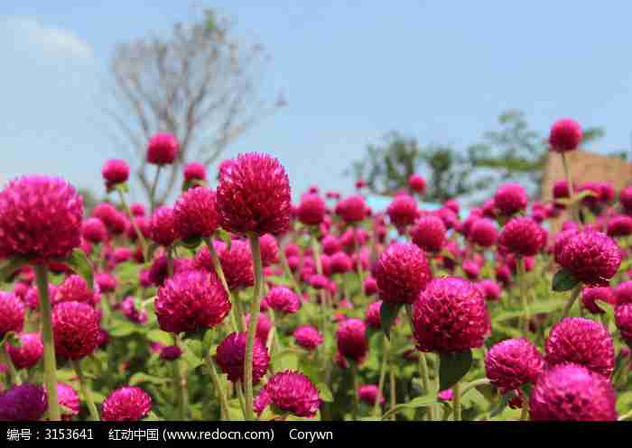 花海特写图片_自然风景图片