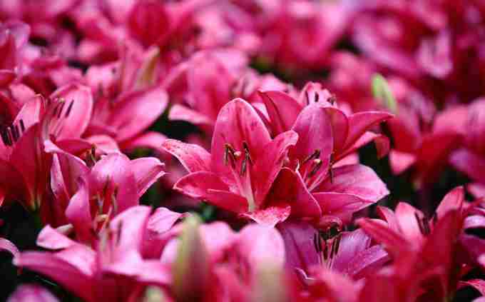 唯美浪漫百合花海