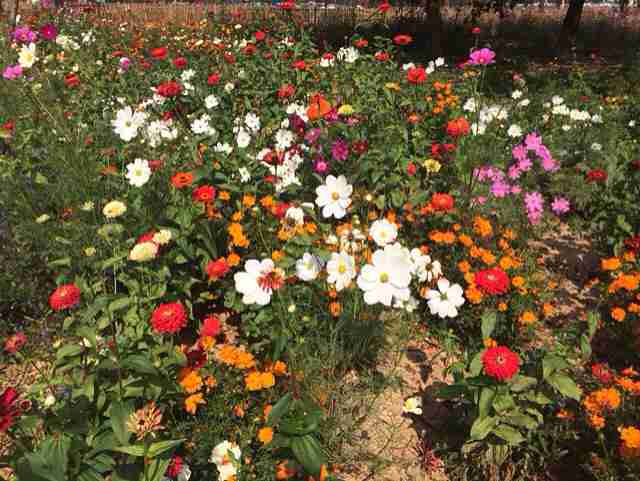 龙门古镇前面的花海