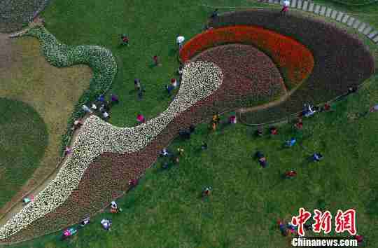 空中俯瞰郁金花海刘忠俊