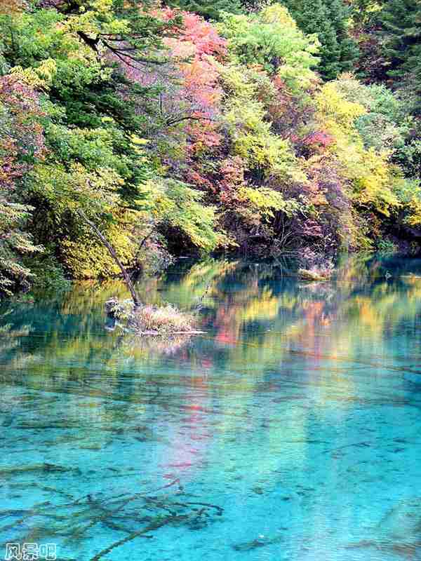 五花海五彩缤纷的叶子艳若花