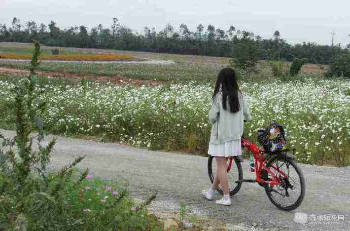 面朝花海|秋暖花开