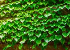 绿色植物摄影图__花草