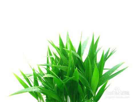 绿色植物分布较多