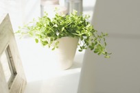 室内绿色植物图片