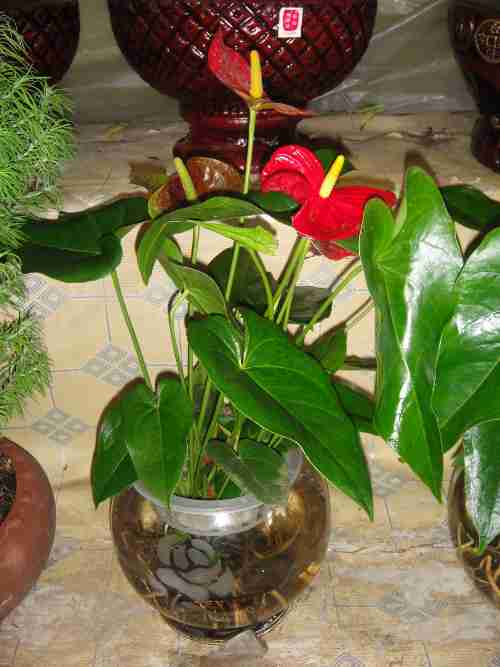 绿色植物浙江苗木配送中心