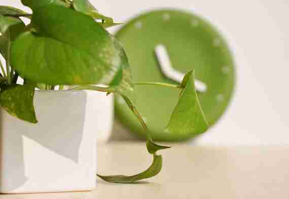 清新绿色植物图片