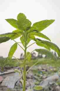 一颗绿色植物图片