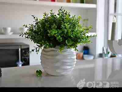 室内绿色植物|盆景盆栽