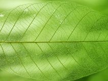 高清绿色植物图片