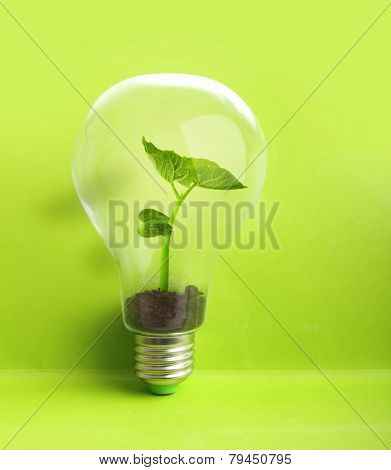 在电灯泡里面的绿色植物