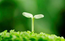 室内摆放绿色植物的作用有哪些?