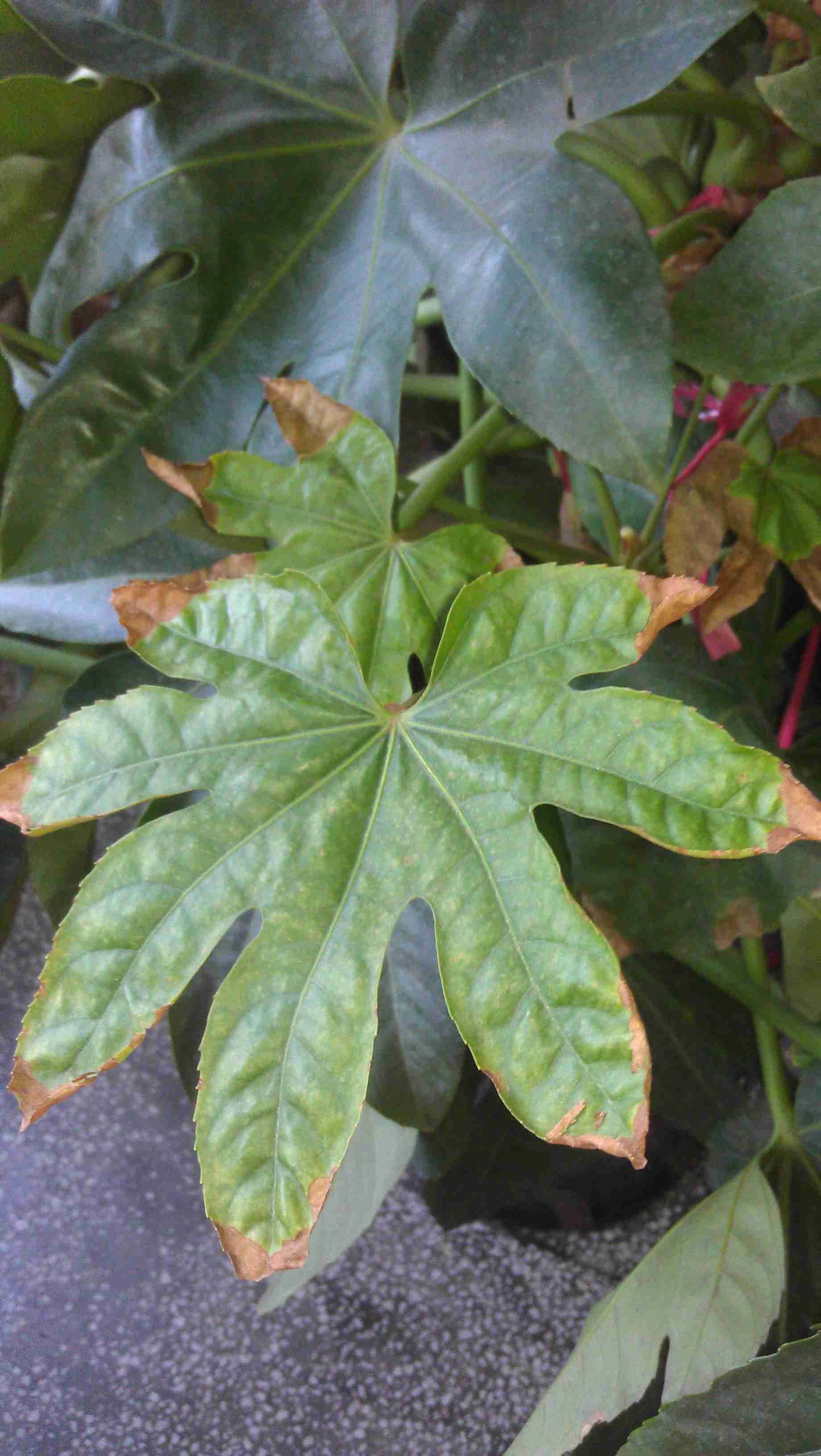 这个是什么绿色植物