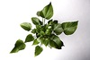 绿色植物叶子摄影照片图片