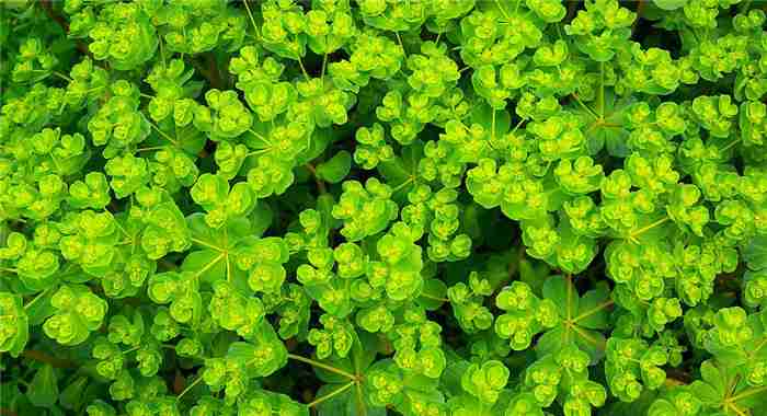 绿色植物摄影图__国内旅游