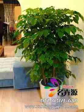 绿色植物_绿色植物供货商