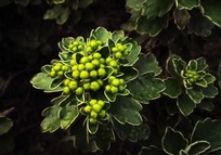 漂亮的绿色植物