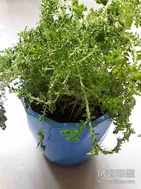 试用报告绿色植物